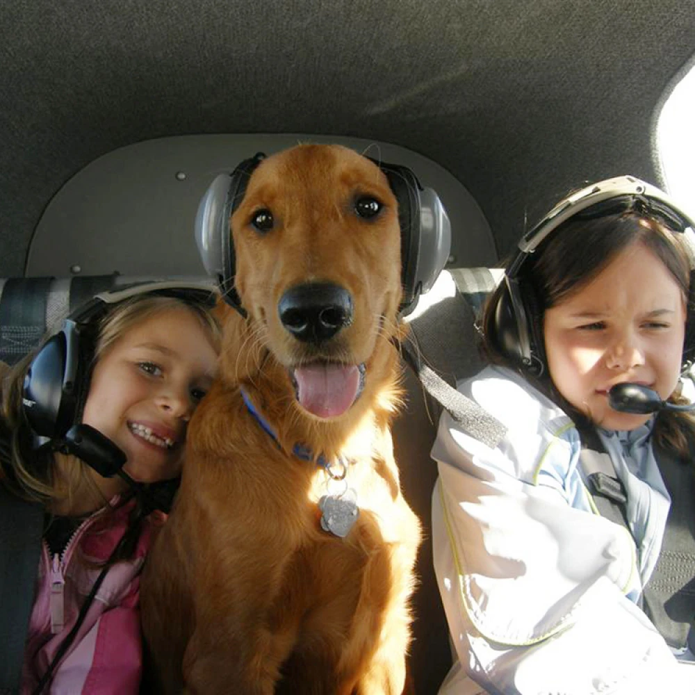 Ear Protection For Dogs - Image 3