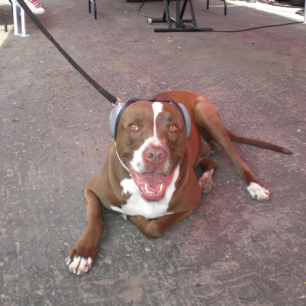Ear Protection For Dogs - Image 4