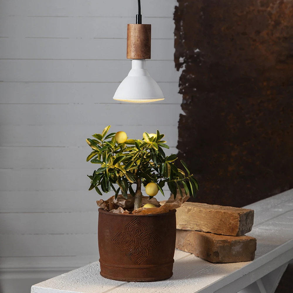 Plant Lamp - Image 3