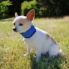 Cooling Bandanna For Dogs