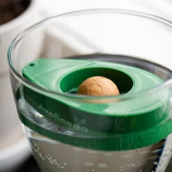 AvoSeedo - Grow Your Very Own Avocado Tree!