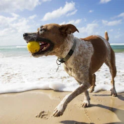 Water Bouncing Ball For Dogs