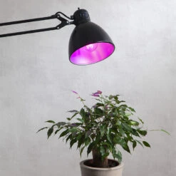 LED Light Bulbs For Plants And Flowers